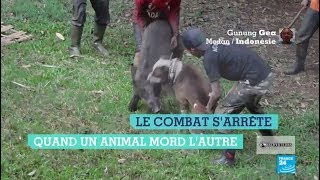 En Indonésie chiens et sangliers s’affrontent dans des combats cruels et lucratifs [upl. by Matthews245]