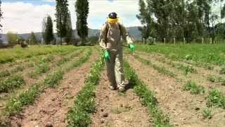 Pesticidewise spot spraying herbicides [upl. by Estel]