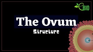 The Ovum  Structure [upl. by Emse]