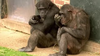 4 Things You Didnt Know about Chimps  BBC Earth [upl. by Finstad551]