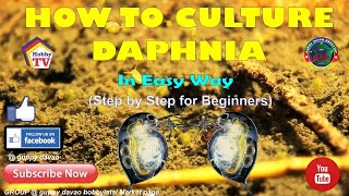 HOW TO CULTURE DAPHNIA In Easy Way [upl. by Yancey]