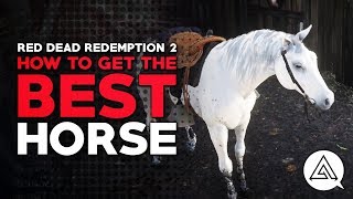 Top 10 Fastest Horse Breeds in the World [upl. by Crispa763]