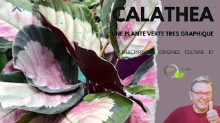 Les Calatheas [upl. by Rhys]