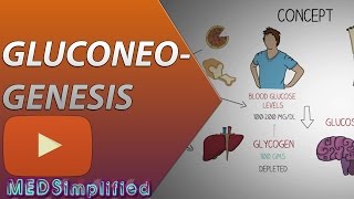 Gluconeogenesis Pathway Made Simple  BIOCHEMISTERY [upl. by Euqinay]