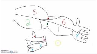 Anatomy  How to Draw the Dermatomes of the Arm Head and Neck [upl. by Uriel]