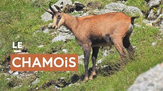 Le chamois [upl. by Dolorita]