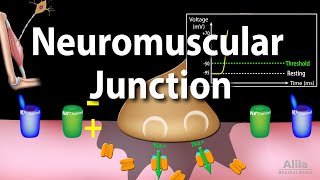 Neuromuscular Junction Animation [upl. by Bronder538]